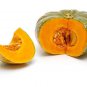 jap PUMPKIN KENT 15 AU Seeds