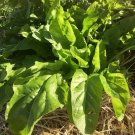 Perpetual Spinach 30 AU Seeds Vegetables Organic