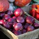odourless Red Onion 200 AU Seeds