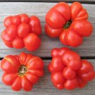 25 AU Seeds Reise Tomato Organic Heirloom Summer Garden Unique UGLY