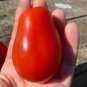 40 AU Seeds TOMATO Roma Organic Heirloom Vegetables Tomatoes