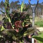 Mustard Giant Red Tassie Organic Heirloom 200 AU Seeds