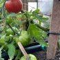 20 AU Seeds Red Boar TOMATO Heirloom Organic Rare Tomatoes Tassie Grown