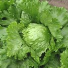 200 AU Seeds Organic ICEBERG lettuce Tasmanian Grown Fresh Seed