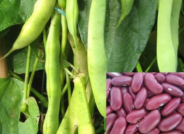 Red BEAN Kidney bush 20 AU seeds