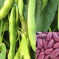 Red BEAN Kidney bush 20 AU seeds