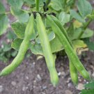 15 AU Seeds BROAD BEAN Aquadulce