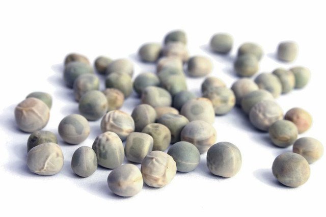 100 AU grams Blue sprouting Peas Organic Salad Sprouts Microgreens