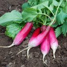 RADISH French Breakfast 100 AU Seeds Heirloom