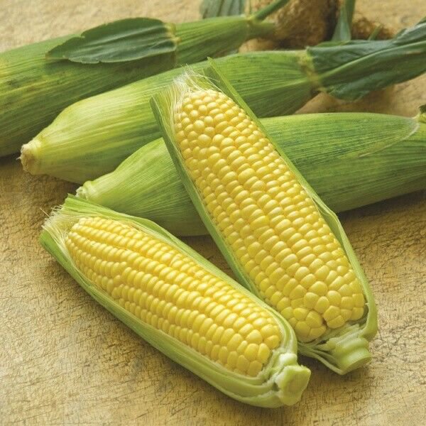 15 AU Seeds Sweet Corn Jubilee Hybrid Worlds most popular commercial corn