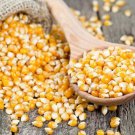 25 au seeds Popcorn for growing