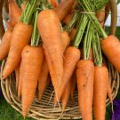 200 AU Seeds CARROTS Kuroda organic grownopen pollinated