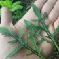 Rocket Dragons Tongue 100 AU Seeds Rare Salad Garden Edible Premium