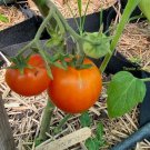 Old German TOMATO 15 AU Seeds Organic Heirloom Tomatoes Tassie Grown