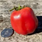 Isle di Capri TOMATO 10 AU Seeds Rare Tasmanian Grown Organic Heirloom