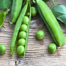 40 AU Seeds Massey Gem Peas Tasmanian Grown Heirloom Shelling Pea