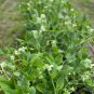 40 AU Seeds Massey Gem Peas Tasmanian Grown Heirloom Shelling Pea