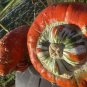 5 AU Seeds Turks Turban Pumpkin