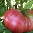 25 AU Seeds TOMATO Pink Love Apple Organic Heirloom Beefsteak Tassie Grown