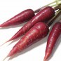 100 AU seeds Carrots Cosmic Purple Tas Organic Grown Open pollinated Vegetable