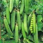 30 AU Seeds Peas Onward pisum sativum Early Shelling Bush Pea