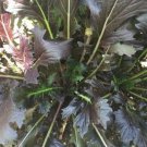 PURPLE MIZUNA 200 AU Seeds Salad Organic Vegetable Garden Fast Easy to grow