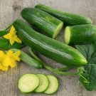15 AU Seeds Cucumber Tendergreen burpless OP