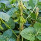 50 AU Grams SEEDS SOY BEAN for Spouting Soya Soybean Less Calories than Mung Beans