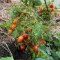 25 AU Seeds Riesentraube TOMATO High Yielding Organic Heirloom Grape Tomatoes