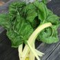 Fordhook Silverbeet Organic Heirloom 60 AU Seeds