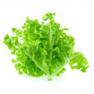 green Oak Lettuce 100 AU seeds