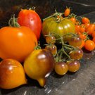 TOMATO RARE Heirloom Mix 50 AU Seeds ALL TYPES Tasmanian organically Grown
