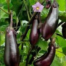 Long Purple Eggplant 25 AU Seeds