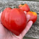 20 AU Seeds Coeur de Boeff TOMATO Organic Heirloom Tomatoes