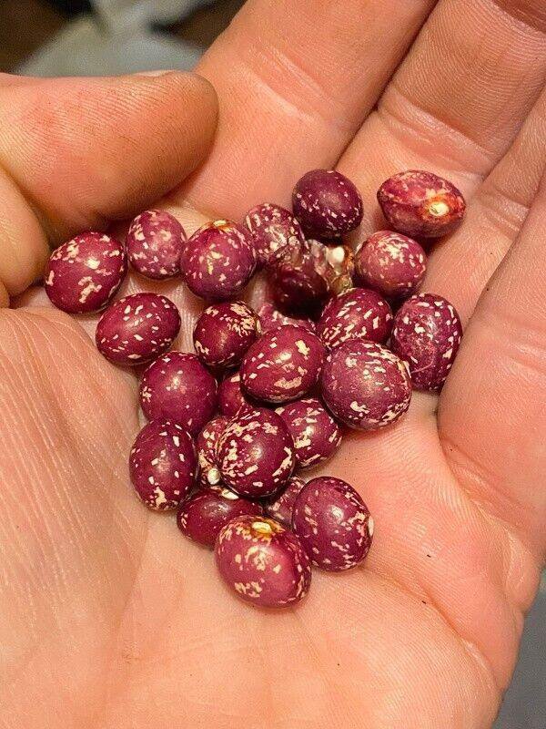 8 AU Seeds Rare Bean ANTO NEARLY ROUND Tassie Organic Heirloom dry beans