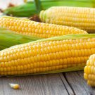 SWEET CORN True Gold 25 AU Seeds ORGANIC Vegetables Heirloom