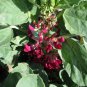 10 AU seeds BROAD BEAN Crimson Flowered Heirloom Vegetable Garden Rare