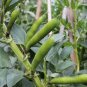 ORGANIC Broad Beans long Pod 15 AU Seeds