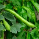 15 AU Seeds Organic Broad Beans Dwarf Fava Coles
