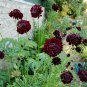 25 AU Seeds Scabiosa Atro Black Knight Cut Flower Cottage Pin Cushion