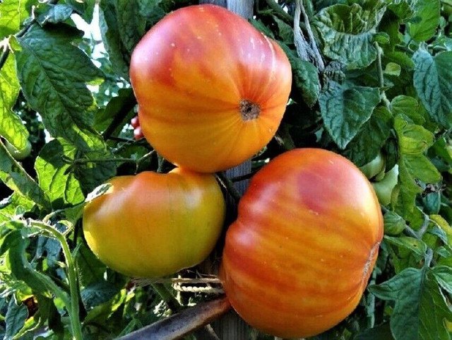 Pineapple Tomato 30 US Seeds Ct Vegetable Beefsteak Heirloom
