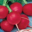 German Giant Radish 200 US Seeds Ct Vegetable Garden Heirloom