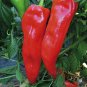 30 US Seeds Pepper Corno DI Toro Rosso BULLS HORN Italian Sweet Red