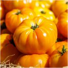 Yellow Brandywine Tomato 50 US Seeds Ct Vegetable HEIRLOOM