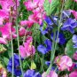 25 US seeds Sweet Pea Royal Mix Ct Flower Annual Aroma MIXED COLORS