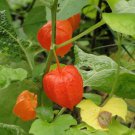 Chinese Lantern Physalis Franchetti 50 US Seeds Ct Vegetable HEIRLOOM Chinese Lantern Physalis Franchetti 50 US Seeds Ct Vegetable HEIRLOOM