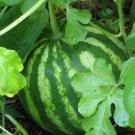 Sugar Baby Watermelon 30 US Seeds Fruit Melon Garden