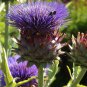 25 US Seeds Cardoon Cynara Cardunculus Vegetable Garden