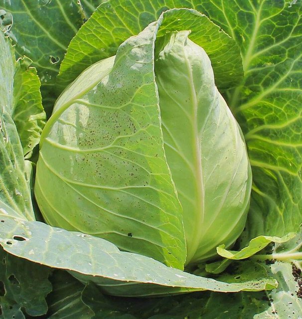 Early Jersey Wakefield Cabbage 500 US Seeds Heirloom Vegetable
