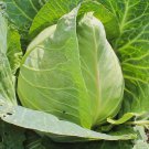 Early Jersey Wakefield Cabbage 500 US Seeds Heirloom Vegetable